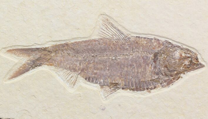 Large, Knightia Fossil Fish - Wyoming #42479